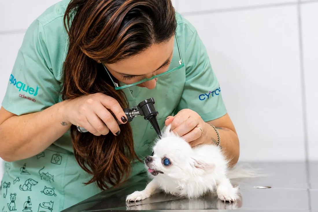 Avaliação dermatológica em cão realizada pela Dra. Jaqueline Elen Brino